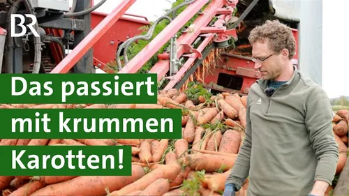 Keine Chance für krummes Gemüse? So streng sind unsere Supermärkte! | Unser Land | BR