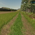 Waldrand mit Rehe