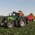 Herbstgabe im Raps