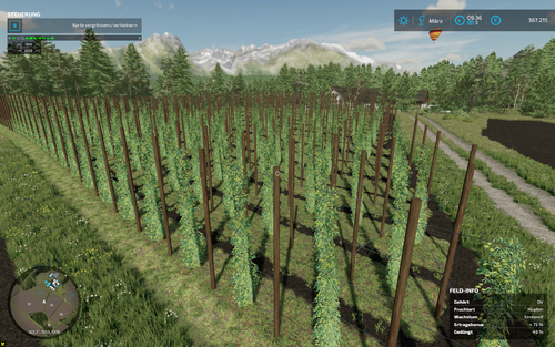 Langsam wirds mim Hopfen